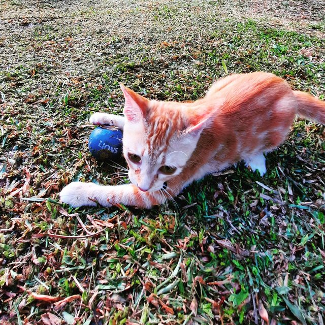 Roxy - Domestic Short Hair Cat