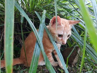 Roxy - Domestic Short Hair Cat