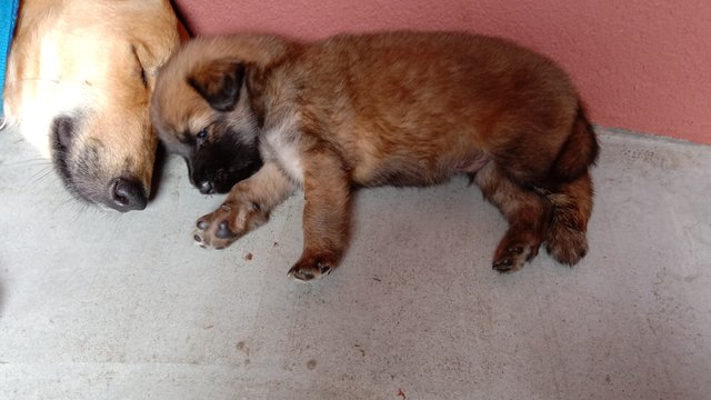 4 Weeks Male Brown Puppy - Mixed Breed Dog