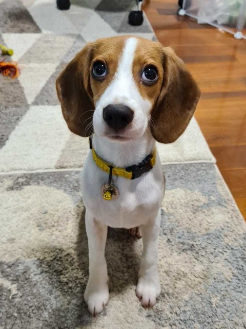 Cheddar - Beagle Dog