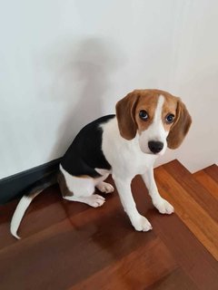 Cheddar - Beagle Dog