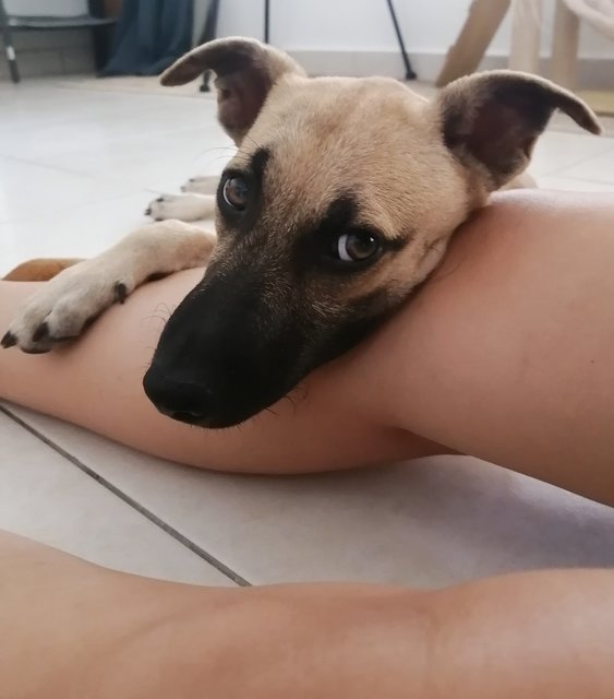 Three Brown Pups - Mixed Breed Dog