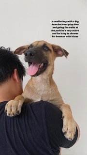 Three Brown Pups - Mixed Breed Dog