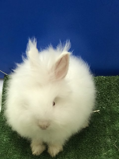 Fleecy  - Angora Rabbit Rabbit