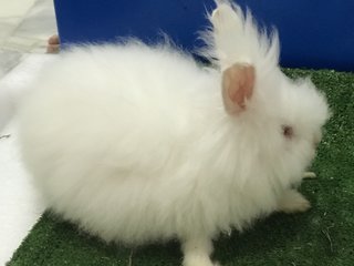 Fleecy  - Angora Rabbit Rabbit