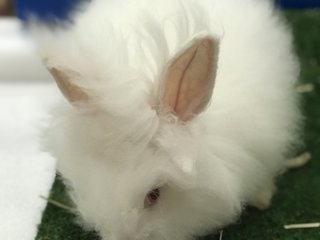 Fleecy  - Angora Rabbit Rabbit