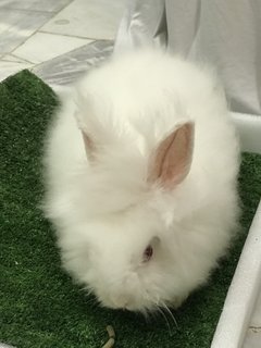 Fleecy  - Angora Rabbit Rabbit