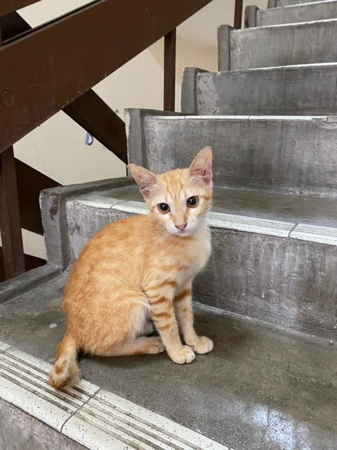 Cute Kitten - Domestic Short Hair Cat