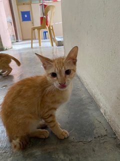 Cute Kitten - Domestic Short Hair Cat