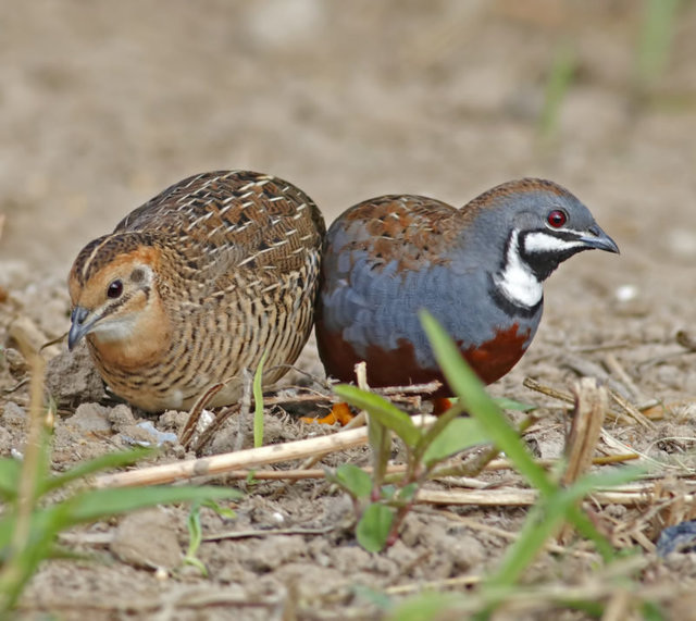 Japanese Button Quail - Button Quail Bird