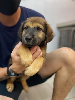 Teddy Boy - Mixed Breed Dog