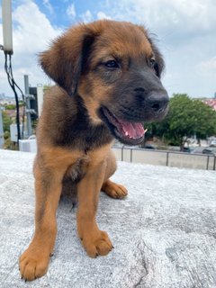 Romeo Boy - Mixed Breed Dog