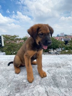 Romeo Boy - Mixed Breed Dog