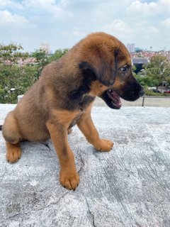 Romeo Boy - Mixed Breed Dog