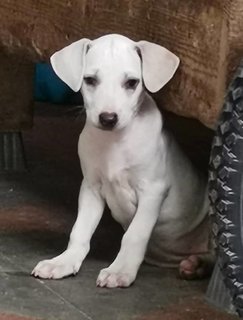 White And Brownie - Mixed Breed Dog