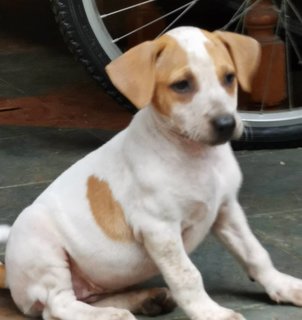 White And Brownie - Mixed Breed Dog