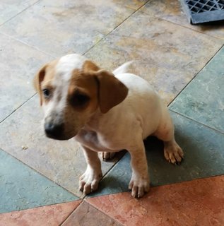 White And Brownie - Mixed Breed Dog