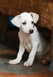 White And Brownie - Mixed Breed Dog