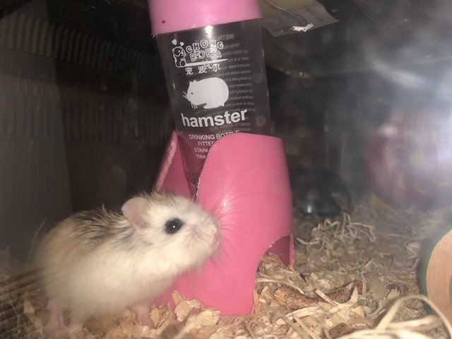 Mochi - Roborovsky's Hamster Hamster