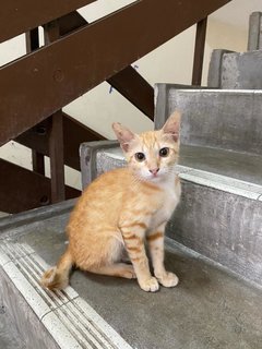 Pepper And Peanut - Domestic Short Hair Cat