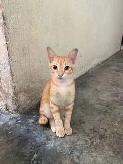 Pepper And Peanut - Domestic Short Hair Cat