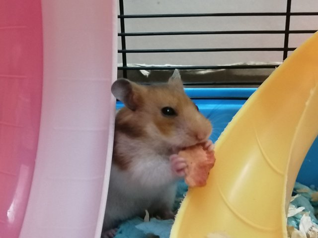 Coco  - Syrian / Golden Hamster Hamster