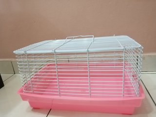 Coco  - Syrian / Golden Hamster Hamster