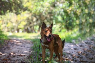 Boots Boy - Mixed Breed Dog