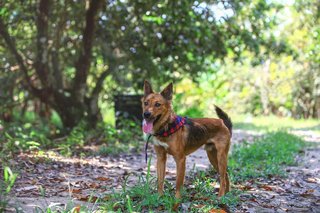 Boots Boy - Mixed Breed Dog