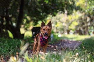 Boots Boy - Mixed Breed Dog