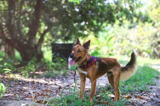 Boots Boy - Mixed Breed Dog