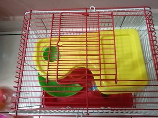 Hamster Accessories  - Roborovsky's Hamster + Short Dwarf Hamster Hamster