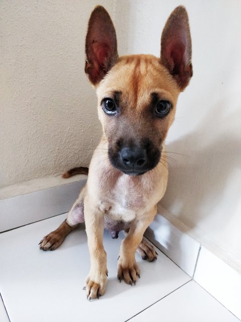 Buddy - Mixed Breed Dog