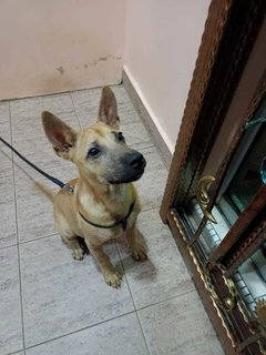 Buddy - Mixed Breed Dog