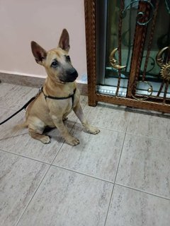 Buddy - Mixed Breed Dog