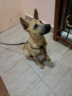 Buddy - Mixed Breed Dog