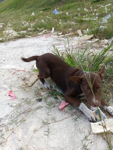 Bruno And Chelsea - Mixed Breed Dog