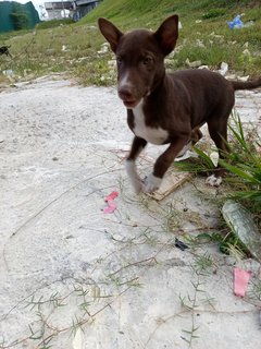 Bruno And Chelsea - Mixed Breed Dog