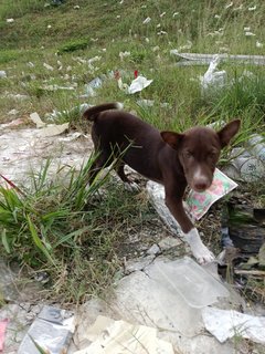 Bruno And Chelsea - Mixed Breed Dog