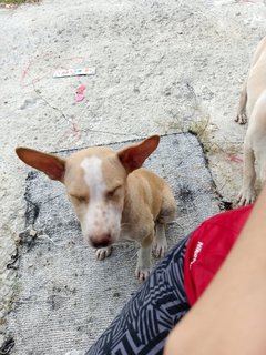 Bruno And Chelsea - Mixed Breed Dog