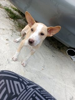 Bruno And Chelsea - Mixed Breed Dog