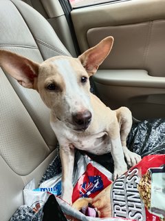 Bruno And Chelsea - Mixed Breed Dog