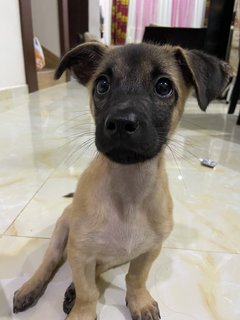 Shiny - Mixed Breed Dog