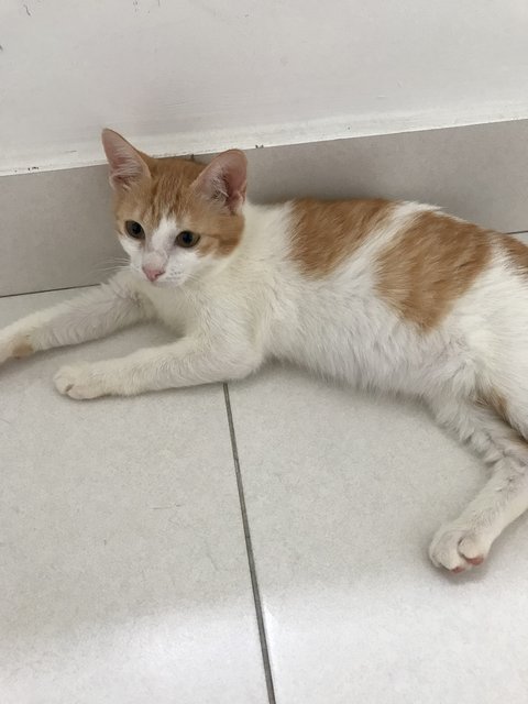Alang - Domestic Short Hair Cat