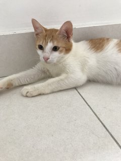 Alang - Domestic Short Hair Cat