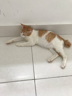 Alang - Domestic Short Hair Cat