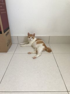 Alang - Domestic Short Hair Cat