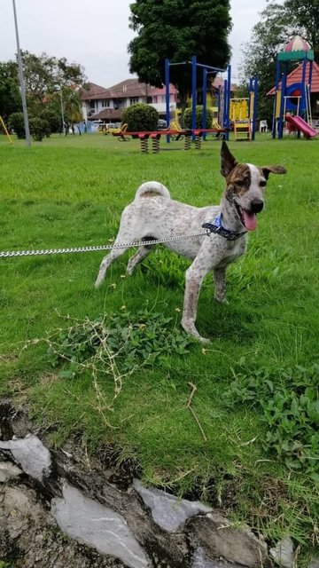 Oreo - Mixed Breed Dog