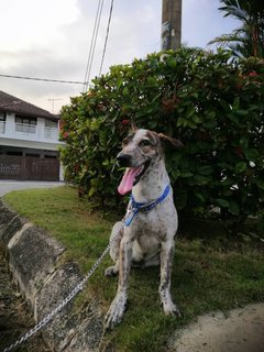 Oreo - Mixed Breed Dog