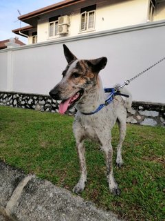 Oreo - Mixed Breed Dog